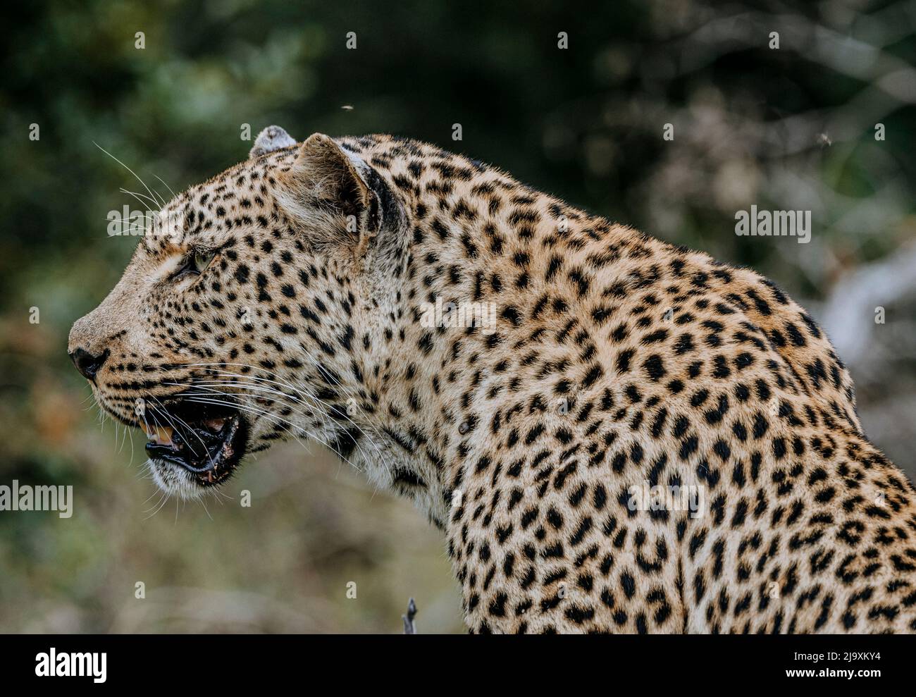 Il leopardo si distrae, il Parco Nazionale Kruger, Sudafrica Foto Stock