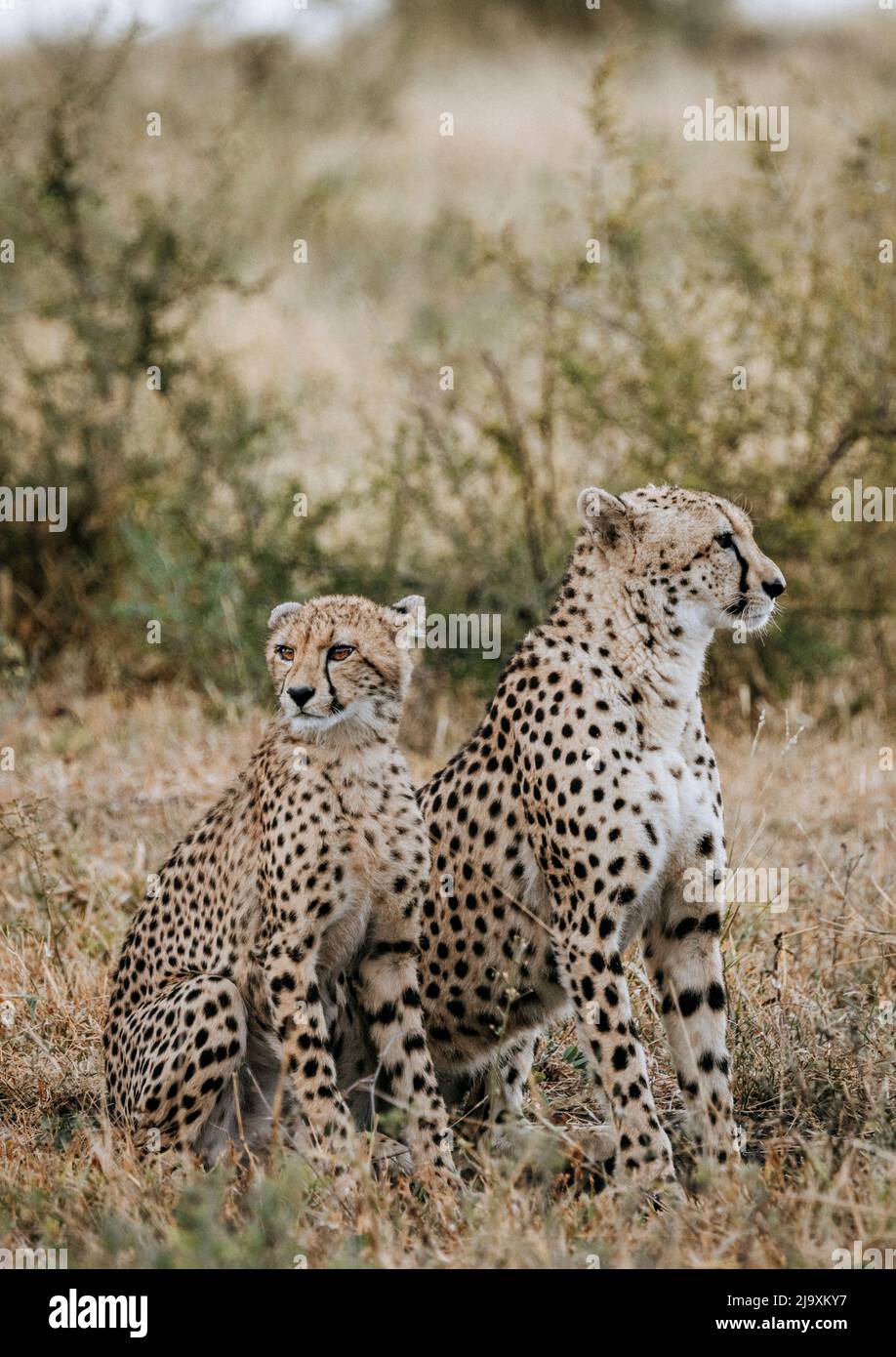 Una gheparda femminile e un cucciolo nel Parco Nazionale di Kruger, Sudafrica Foto Stock