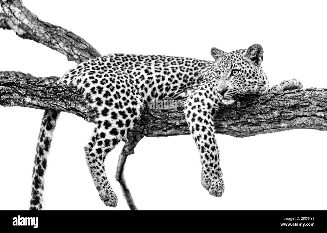 Il cub leopardo si rilassa sul ramo d'albero in Sudafrica Foto Stock