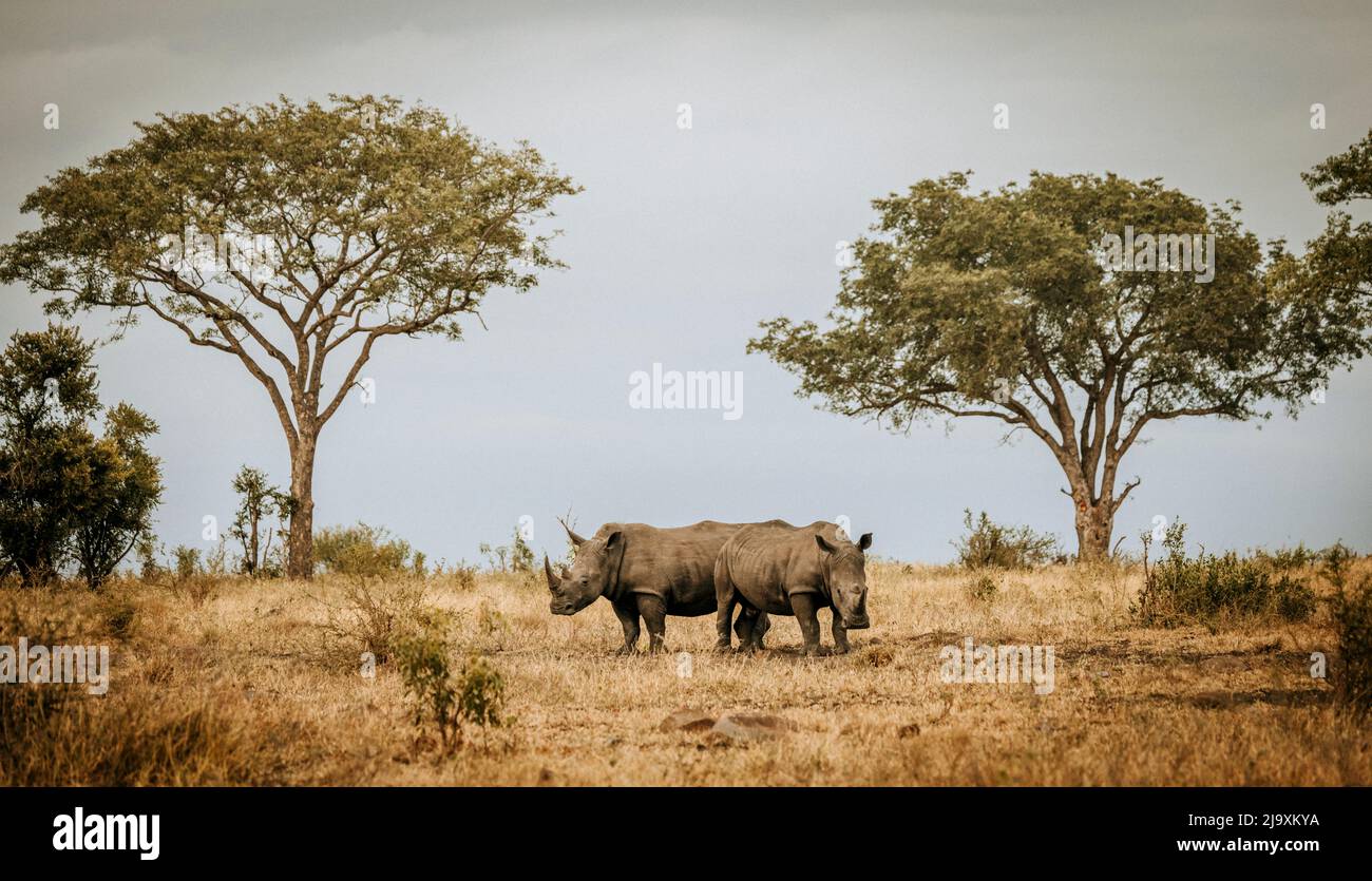 Due rinoceronti bianchi riposano nella macchia del Parco Nazionale Kruger Sud Africa Foto Stock