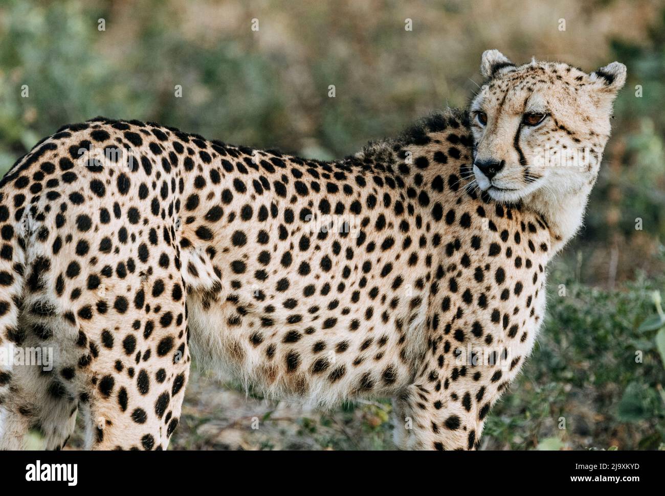 Primo piano del ghepardo femminile, Parco Nazionale Kruger, Sudafrica Foto Stock