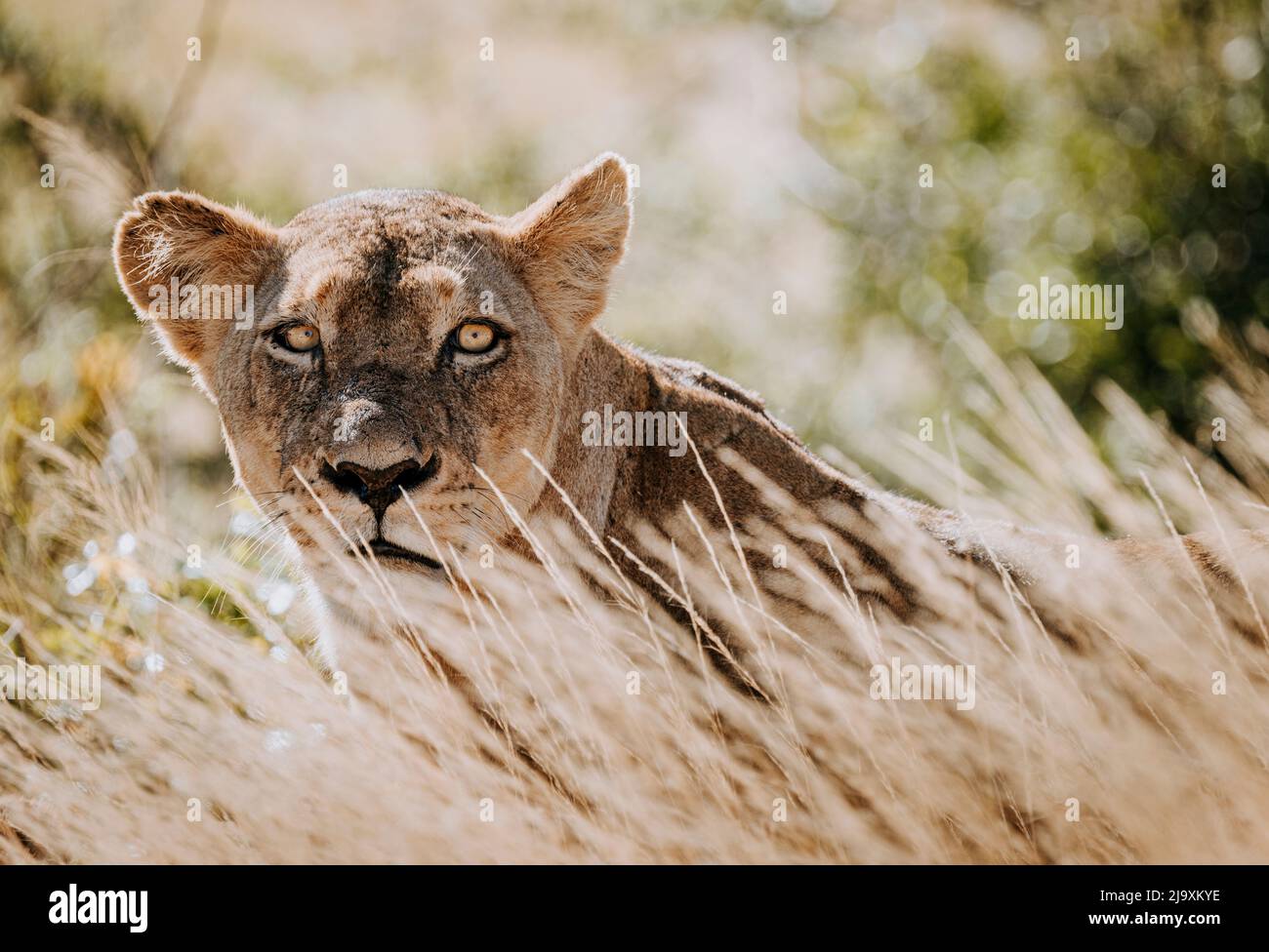 Il leone femminile si nasconde in erba lunga, Parco Nazionale Kruger, Sudafrica Foto Stock