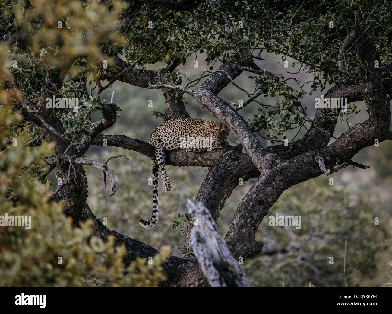 Leopardo si nasconde in un albero, Kruger Park, Sudafrica Foto Stock