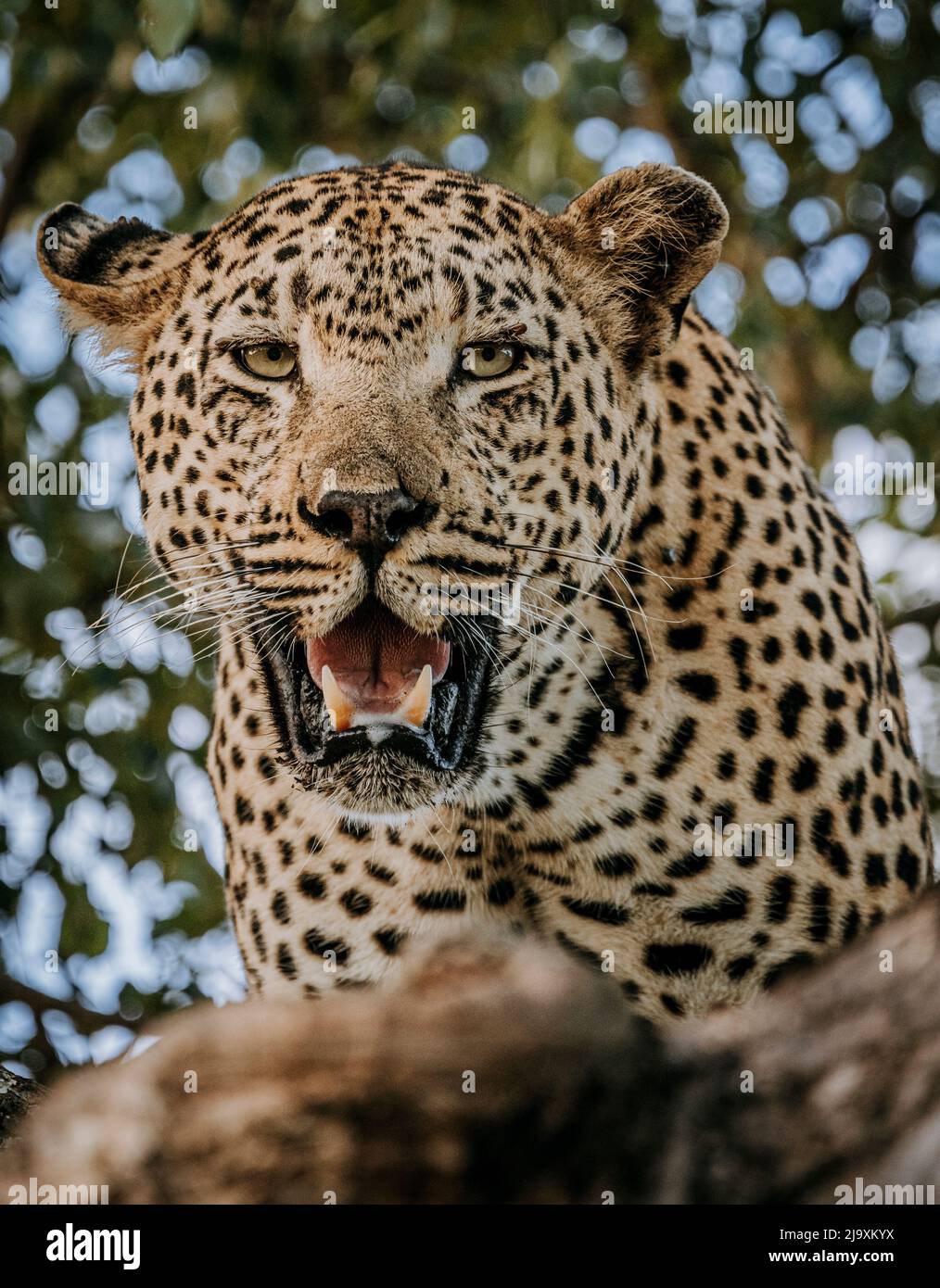 Primo piano di leopardo in albero, Kruger Park, Sudafrica Foto Stock