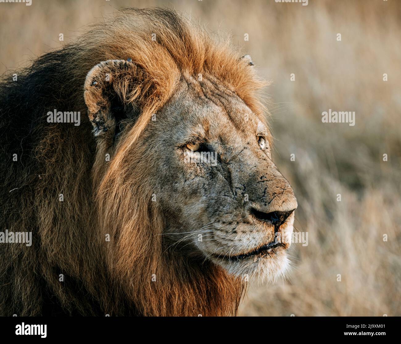 Ritratto di leone maschile scarrentato, Parco Nazionale Kruger, Sudafrica Foto Stock