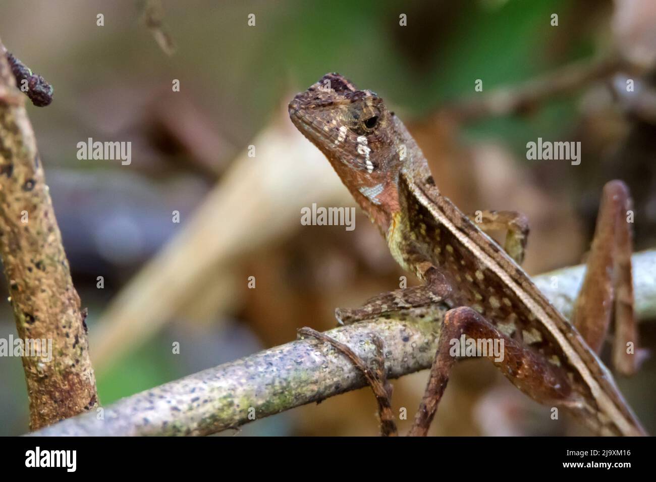 Kangaroo Lizard marroni - Otocryptis wiegmanni, bella piccola lucertola agama dalle foreste e dai boschi dello Sri Lanka, Sinharaja. Foto Stock