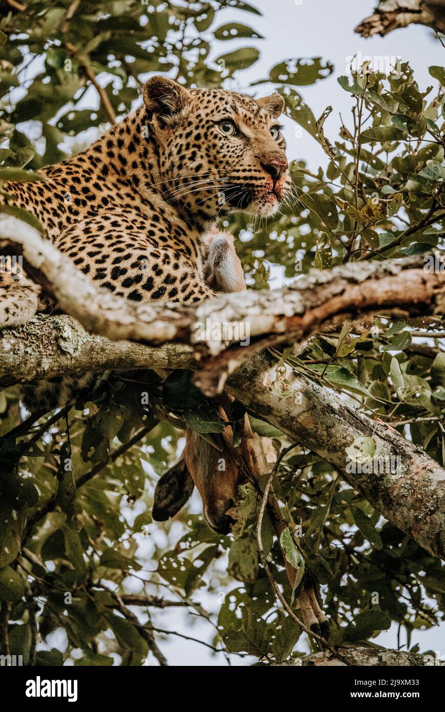 Leopardo in albero con un'uccisione impala e la bocca sanguinosa, Sudafrica Foto Stock