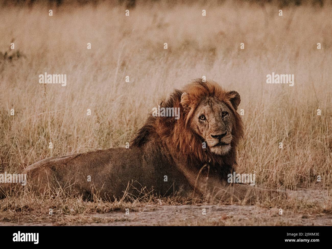 Il leone maschile poggia sul terreno in erba, Kruger Park, Sudafrica Foto Stock