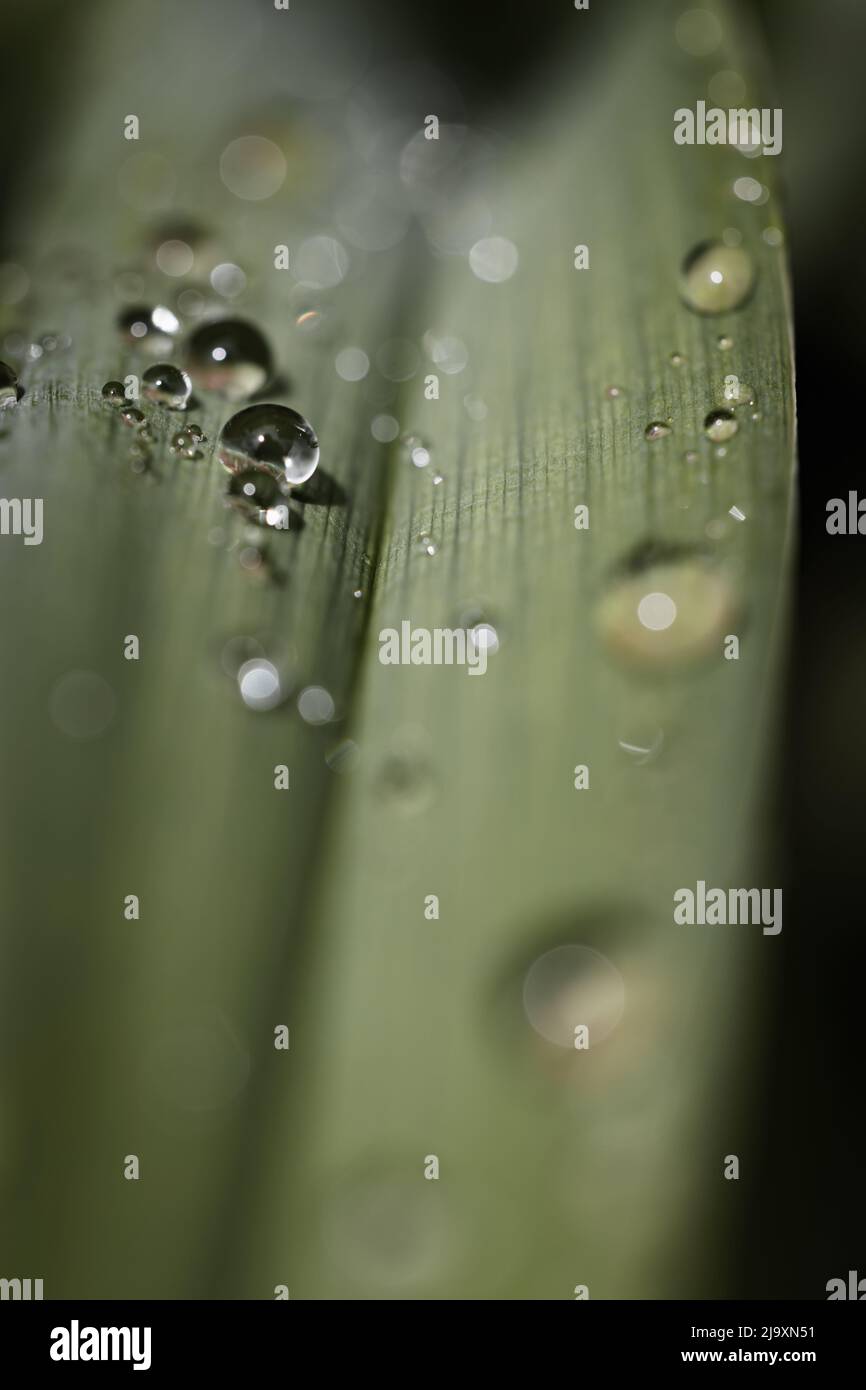 Foglia verde scuro di pianta con gocce di rugiada Foto Stock