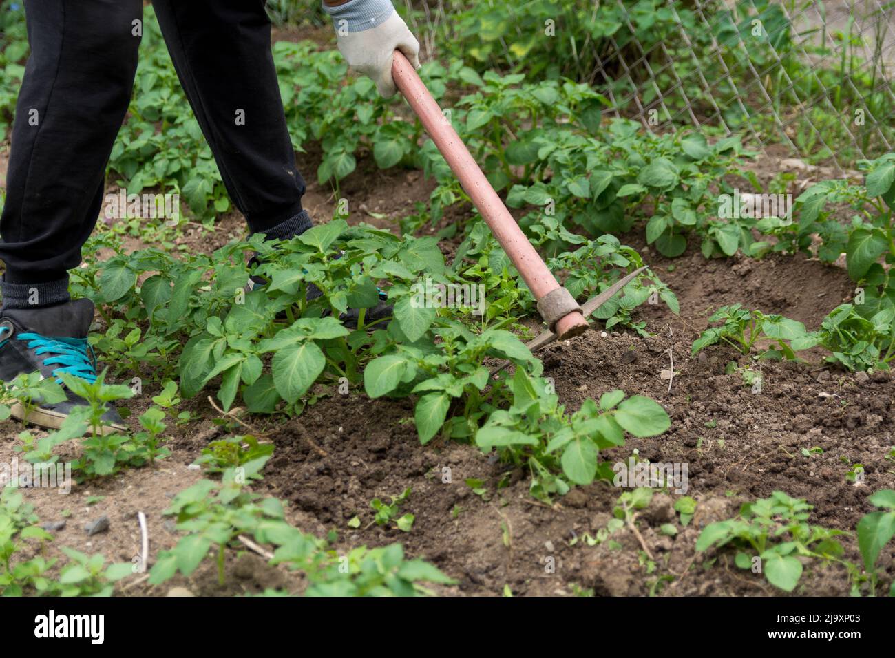 Primo piano di giovani piante verdi di patate e contadini che lavorano con una zappa su un campo di patate in primavera. Lavoro in campo agricolo Foto Stock