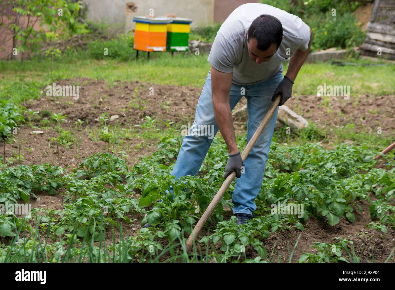 Agricoltore che si accoccola la piantagione di patate nell'orto in una mattina primaverile. Agricoltura e giardino concetto Foto Stock