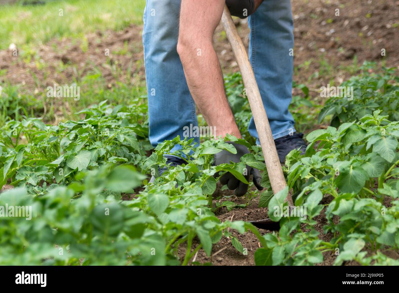 Coltivatore che usa una zappa per scavare la terra di suolo per coltivare schegge di albero di patate dolci in un campo agricolo. Agricoltura e giardino concetto Foto Stock