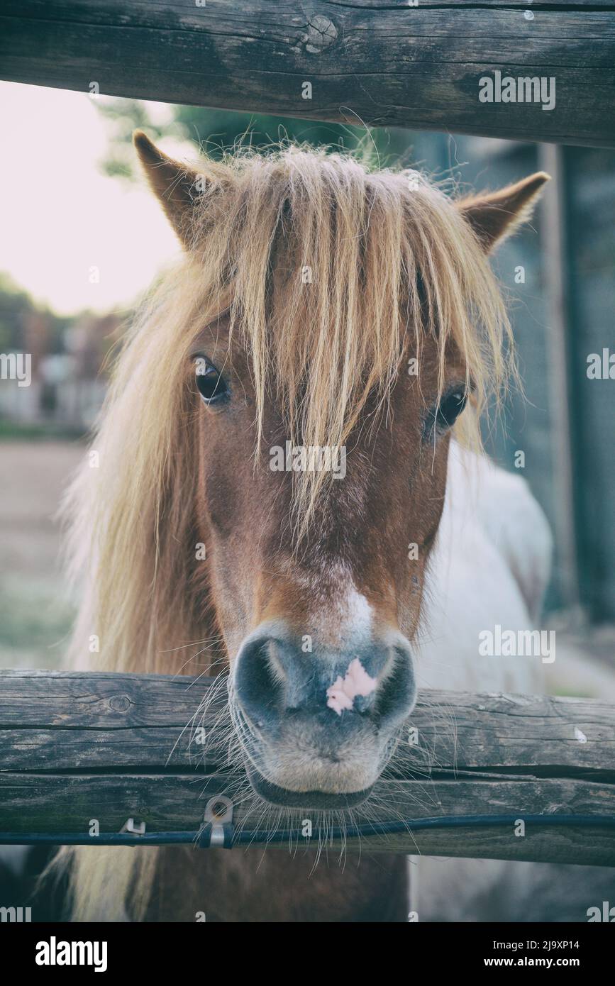 Ritratto di un cavallo piccolo e curioso Foto Stock