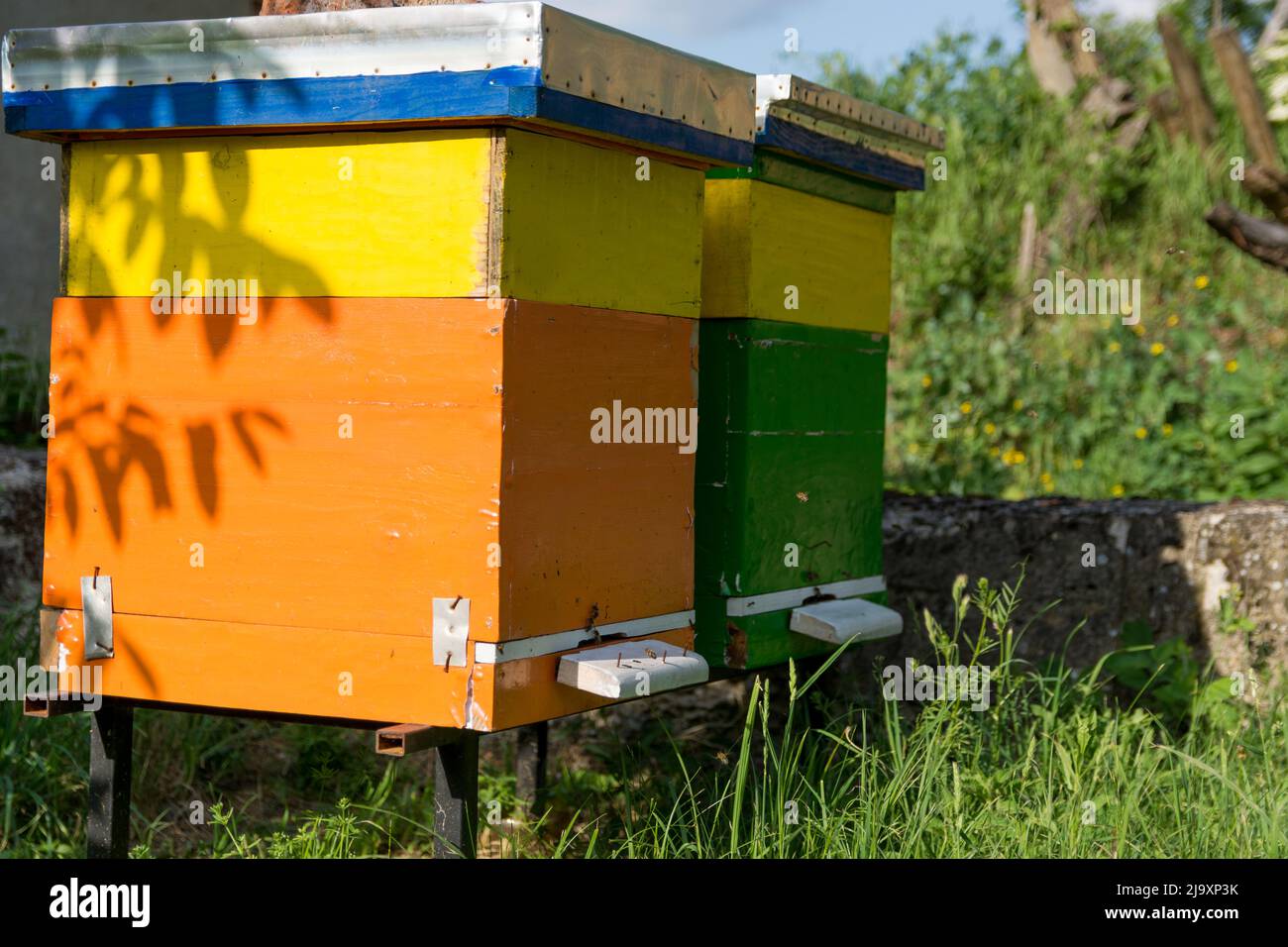 Due variopinti alveari in legno con api nell'apiario in una giornata di sole primaverile. Beekiping concetto. Primo piano, messa a fuoco selettiva Foto Stock