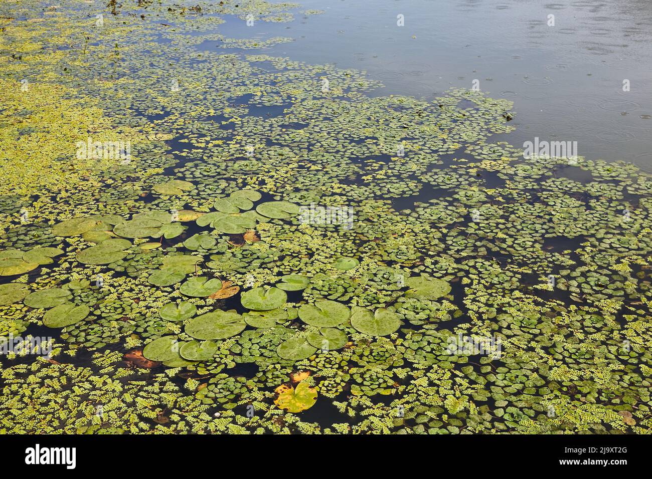 Superficie di acqua con piante Foto Stock