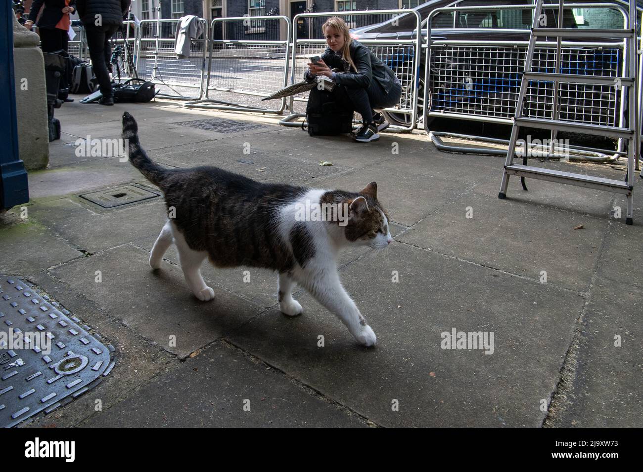 Westminster, Londra, Regno Unito. 25th maggio 2022. Larry il capo mouser del gatto al numero 10 Downing Street sembrava disfasato dalla stampa fuori Downing Street questa sera. A seguito dei ritardi nella polizia metropolitana che indaga sulle accuse di violazione delle regole di blocco al numero 10, il rapporto sue Gray Partygate è stato finalmente pubblicato oggi. Credit: Maureen McLean/Alamy Live News Foto Stock