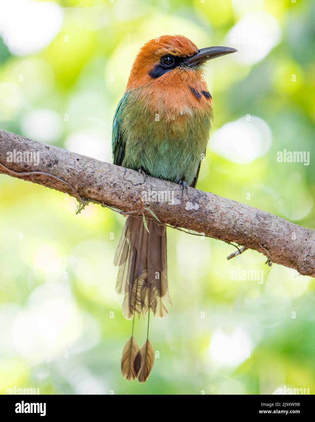 Il più vecchio Motmot a fattura larga (Electron platyrhynchum) con le piume usurate arroccato su un ramo in Costa Rica Foto Stock