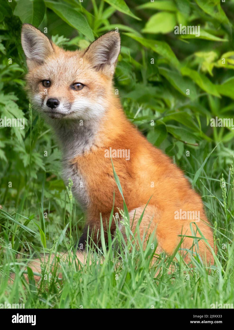 Giovane ritratto di volpe rossa con primo piano e sfondo verde Foto Stock