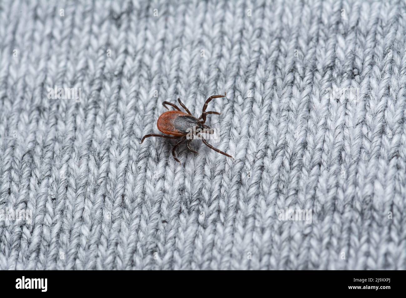 Fotografia macro di un segno di spunta che mostra la struttura dettagliata del corpo e le gambe, entomologia e l'educazione medica immagine di aracnide su sfondo neutro Foto Stock