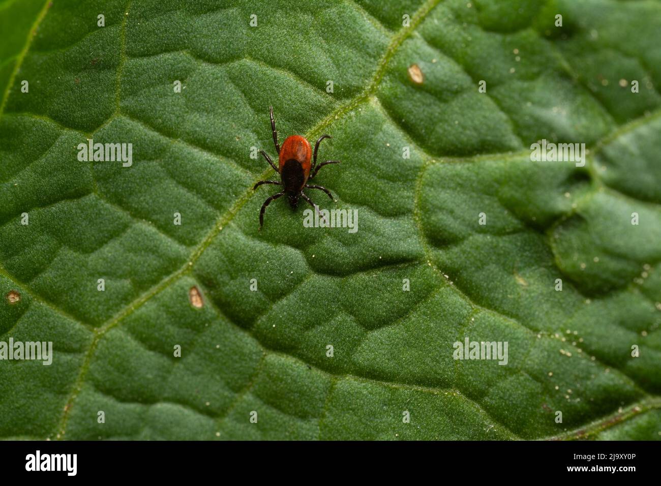 pericoloso sanguinoso segno di spunta sulla foglia in erba in attesa della vittima Foto Stock