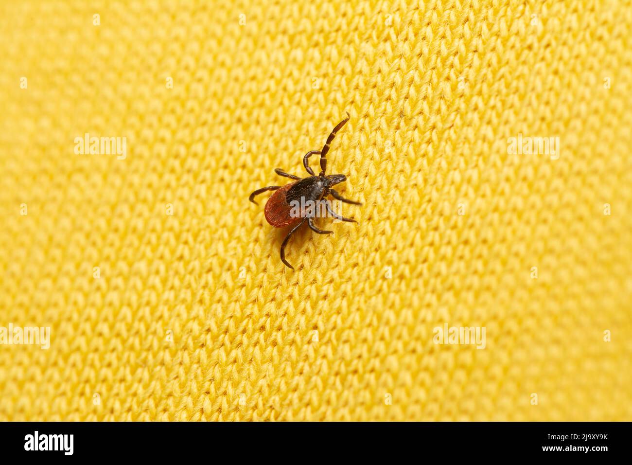 pericoloso sanguinoso segno di spunta su vestiti umani in attesa di vittima Foto Stock