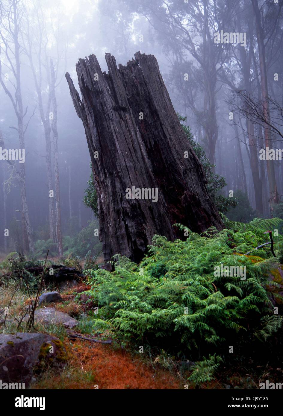 Tree stump, Yarra Rangers Forest National Park, Victoria, Australia Foto Stock
