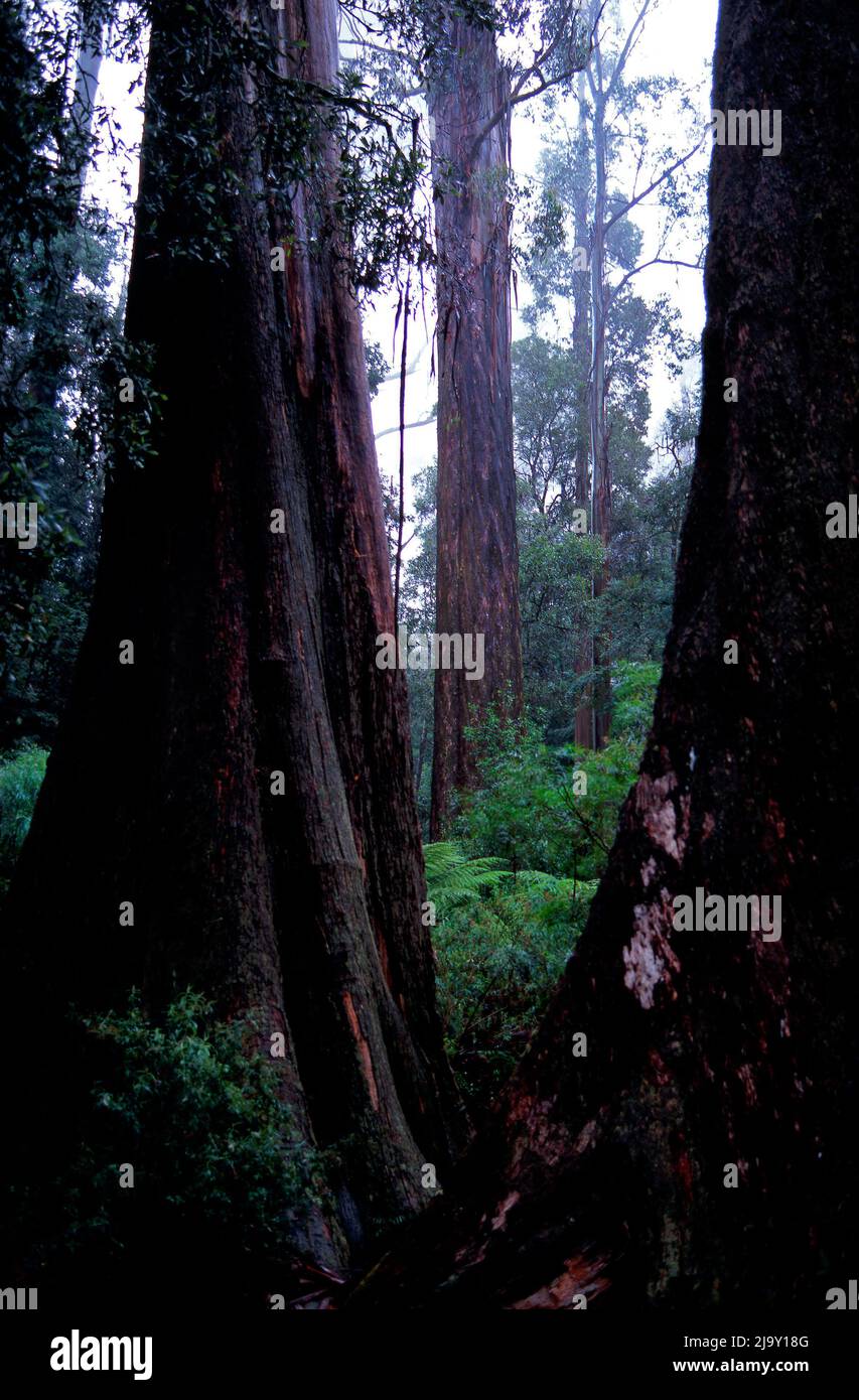 Old Mountain Ash Eucalyptus Regnans alberi, Yarra Rangers, Forest National Park, Victoria, Australia Foto Stock