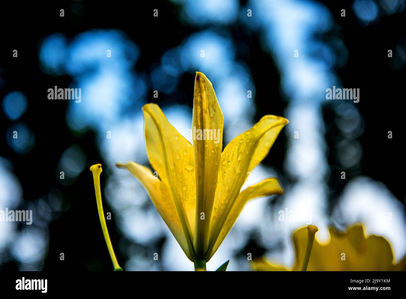 Il bel giglio giallo, Lilium longiflorum Thunberg in giardino. Foto Stock