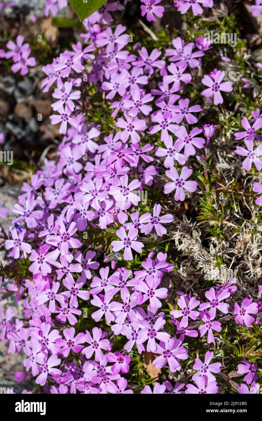"Rosetta" Kelsey's Phlox, Skunkflox (Phlox kelseyi) Foto Stock