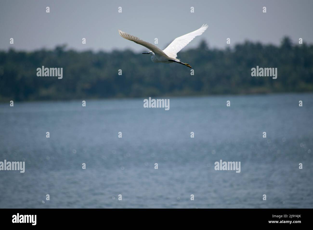 Uccello del egret Foto Stock