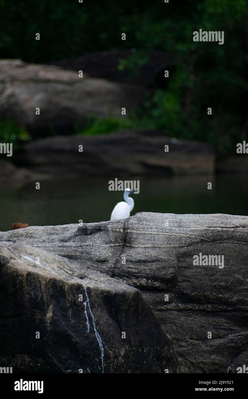 Uccello del egret Foto Stock