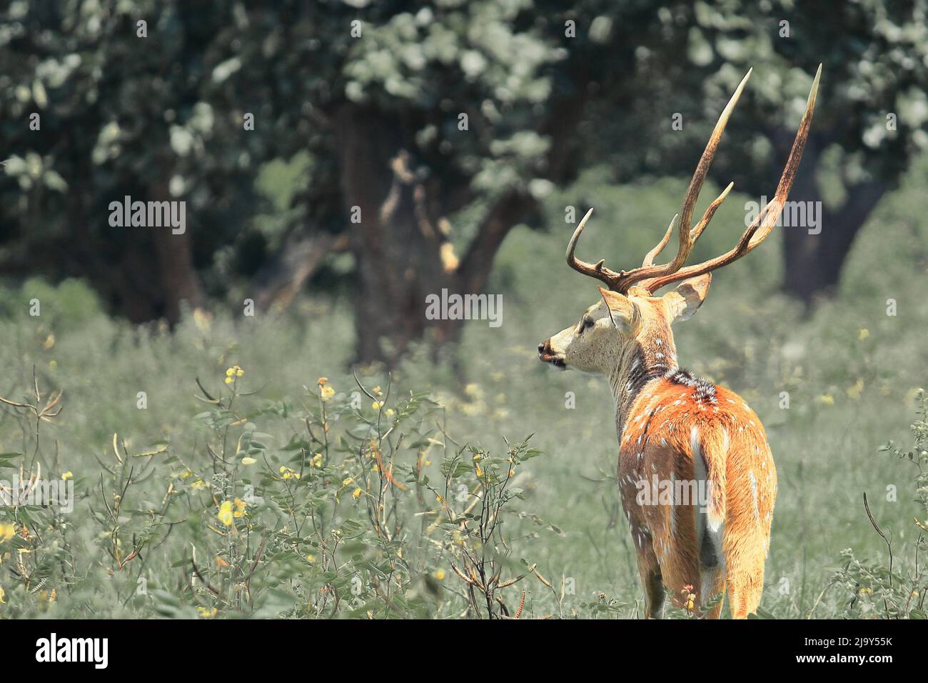 un cervo vitale o avvistato cervi (asse) nel parco nazionale di bandipur a karnataka, india meridionale Foto Stock