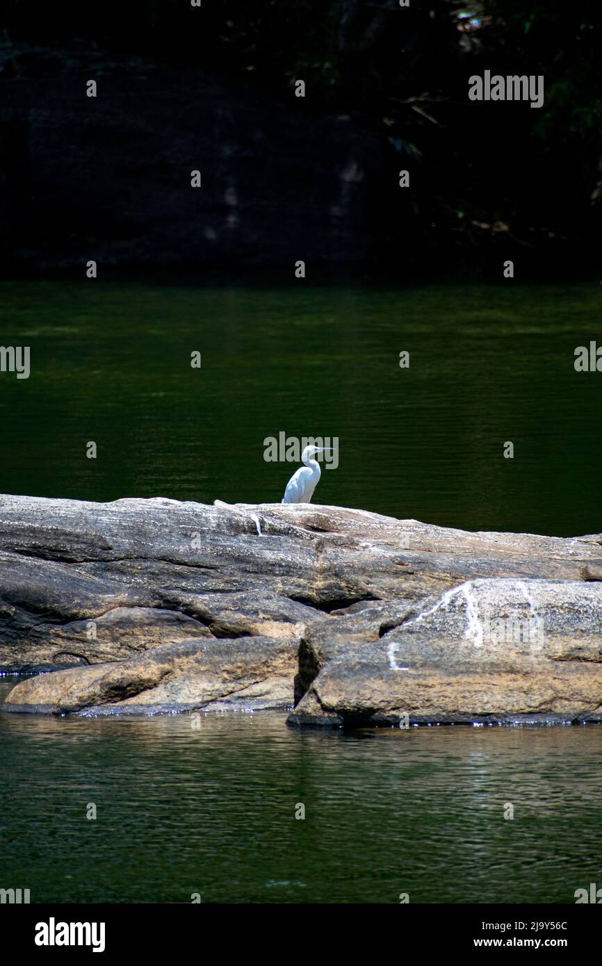 Uccello del egret Foto Stock