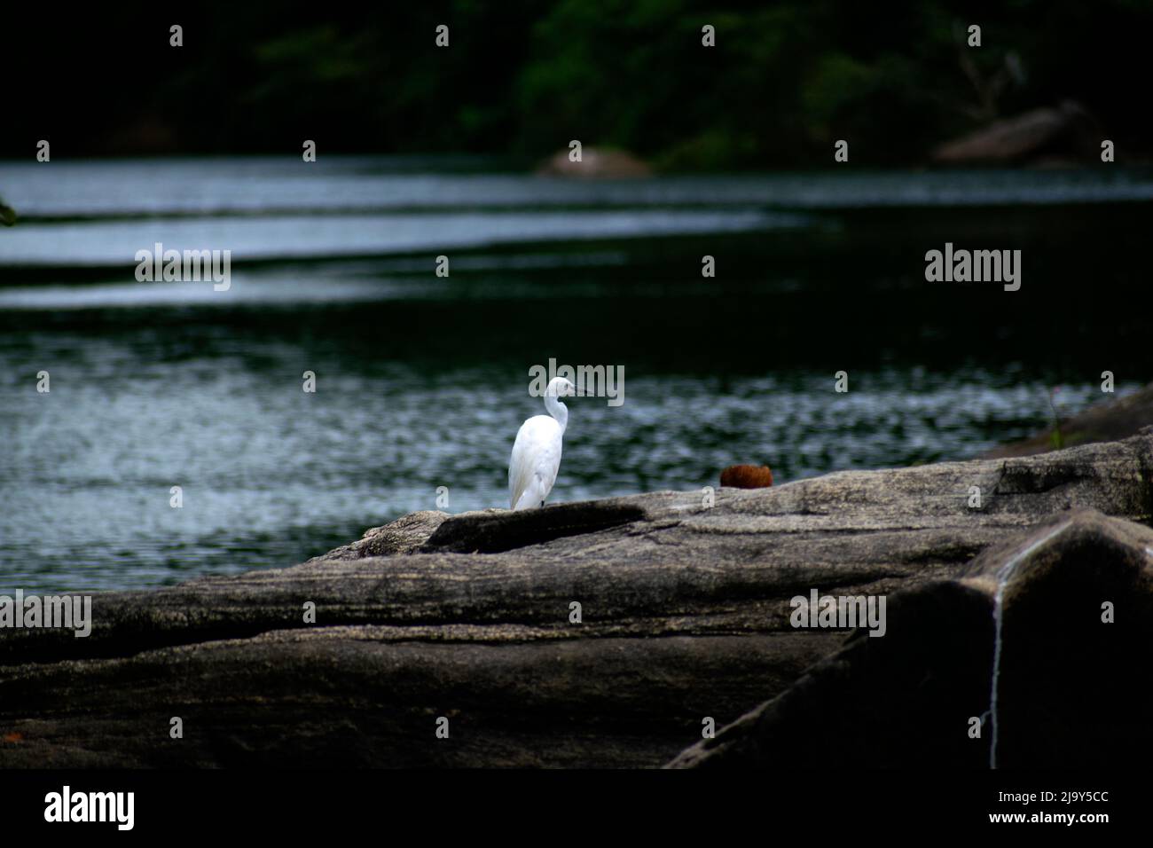 Uccello del egret Foto Stock