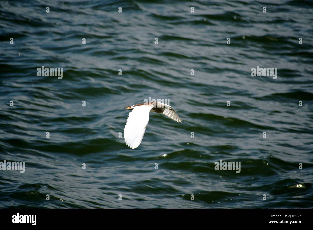 Uccello del egret Foto Stock