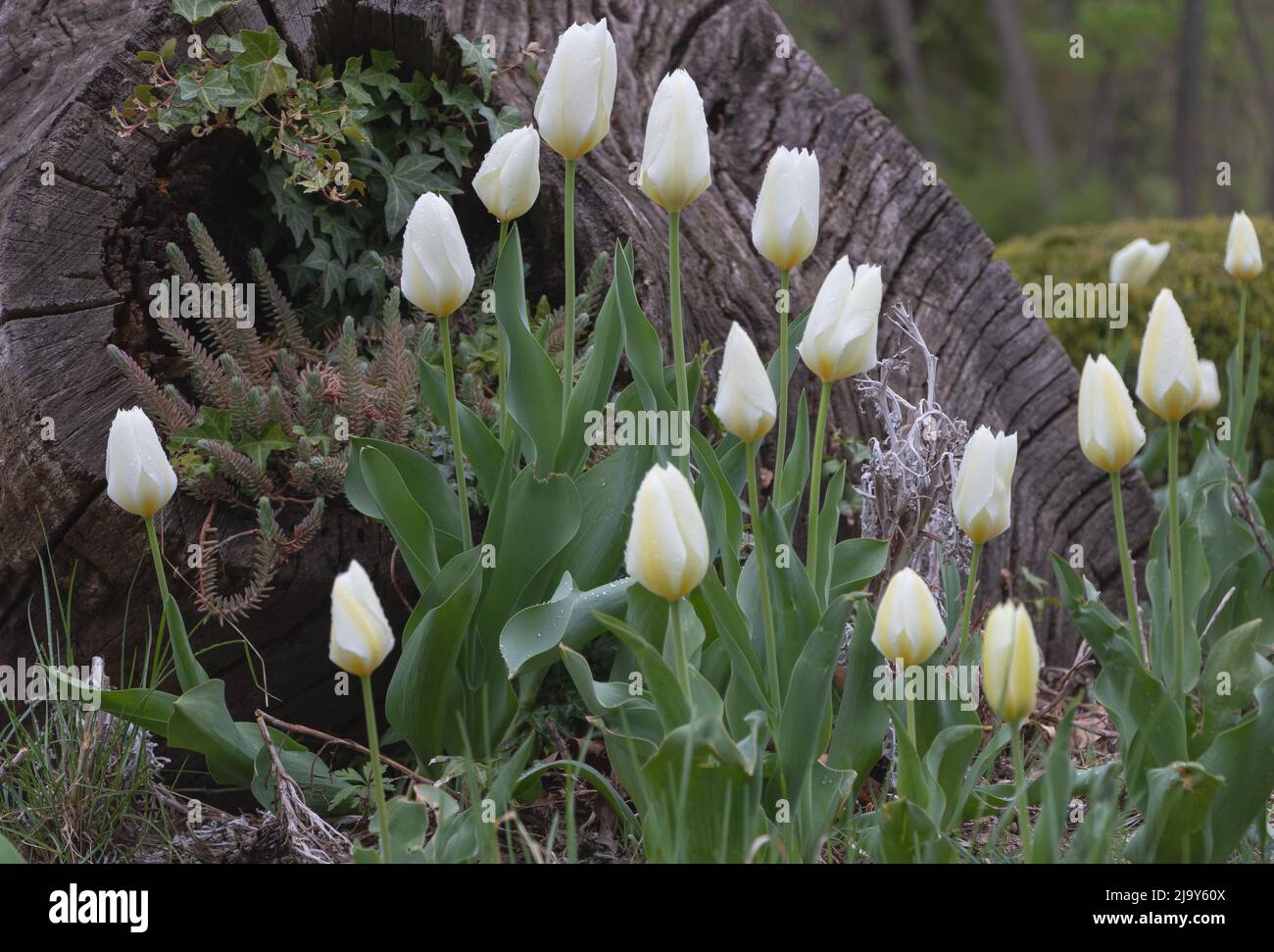 Tulipani bianchi in fiore nel giardino - concetto per la cura Foto Stock