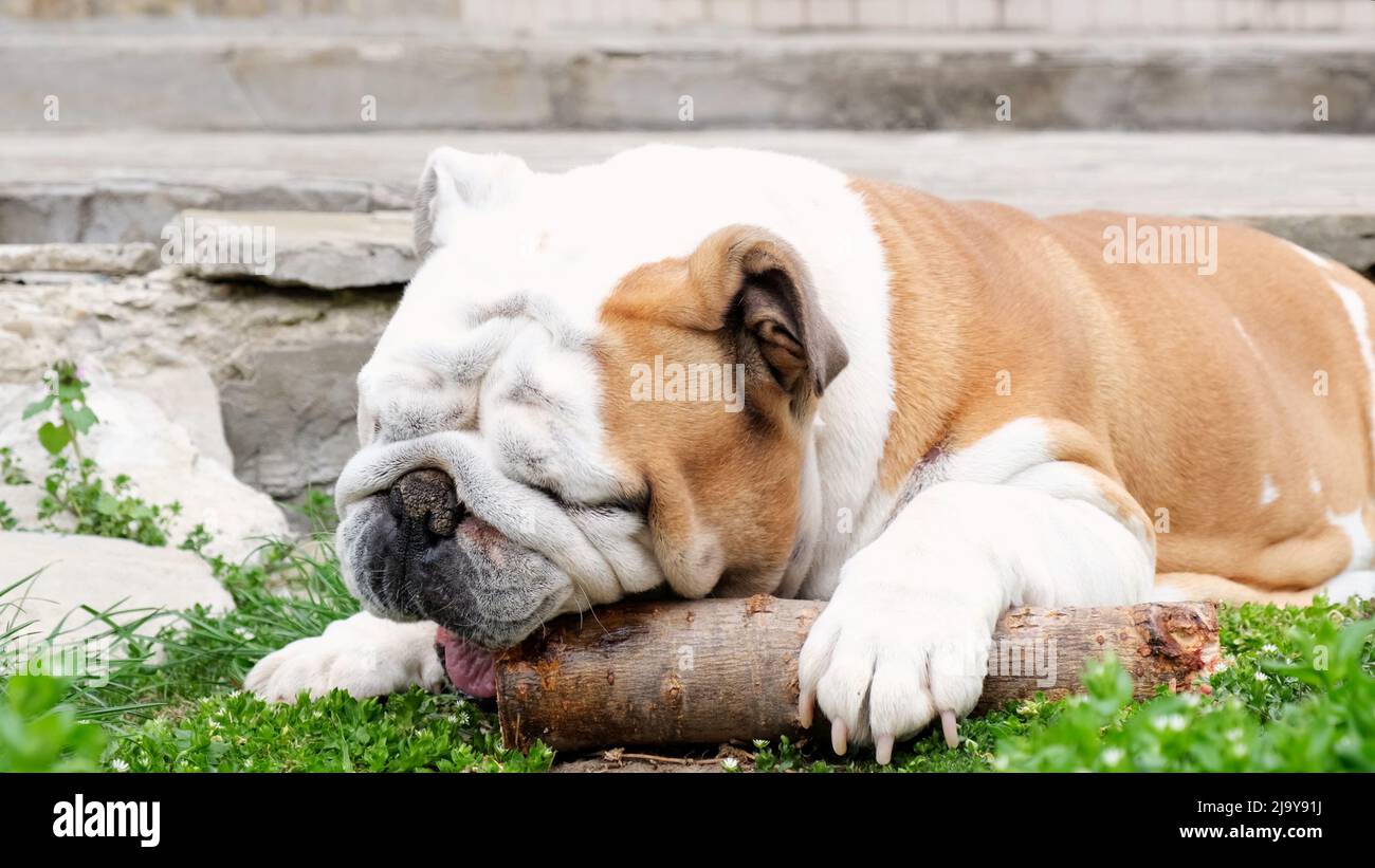 Il cane adulto inglese bulldog ha divertimento e gnaws un bastone all'aperto sull'erba. Il concetto di animali domestici, denti e salute del cane. Foto Stock