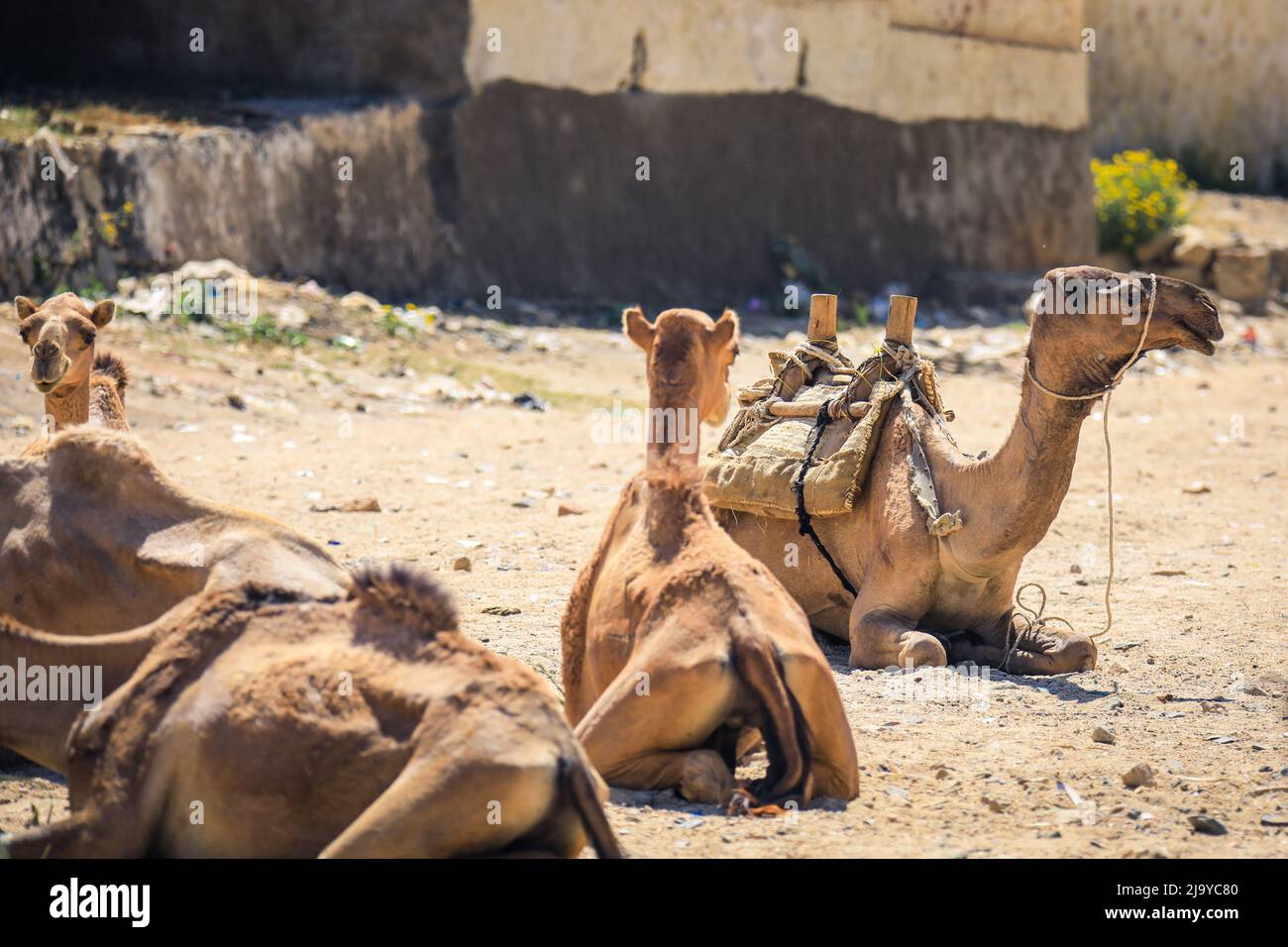 Grande gruppo di cammelli africani sul mercato animale a Keren, Eritrea Foto Stock