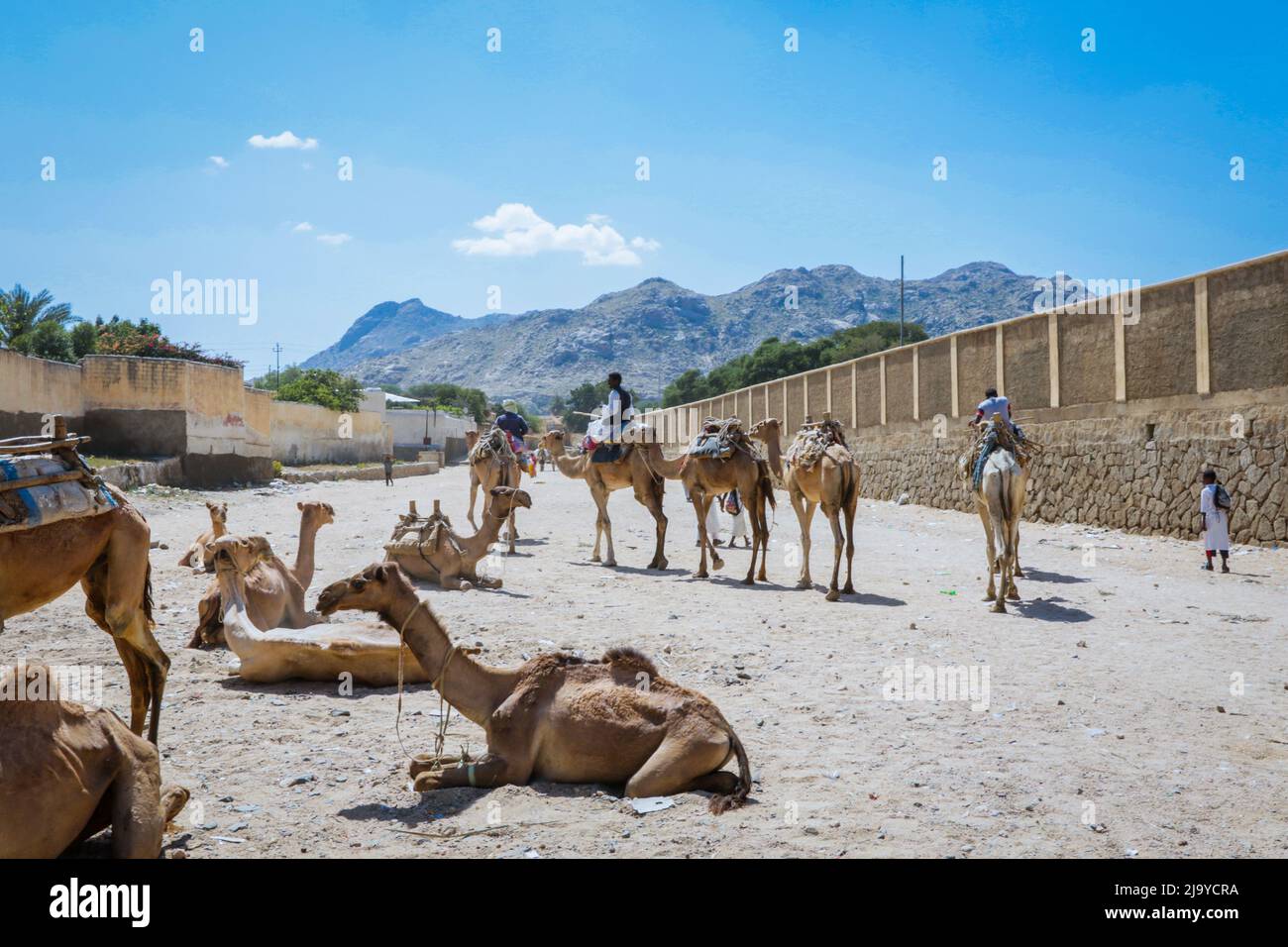 Grande gruppo di cammelli africani sul mercato animale a Keren, Eritrea Foto Stock