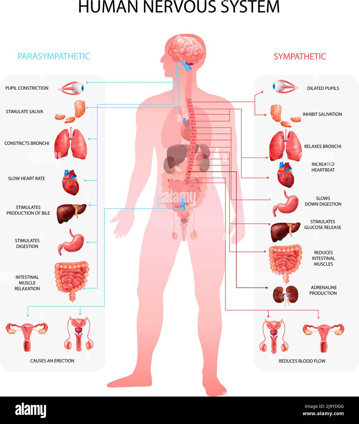 Carte informative del sistema nervoso umano simpatico parasimpatico con la rappresentazione degli organi e la terminologia anatomica illustrativa realistica vettoriale educativa Illustrazione Vettoriale