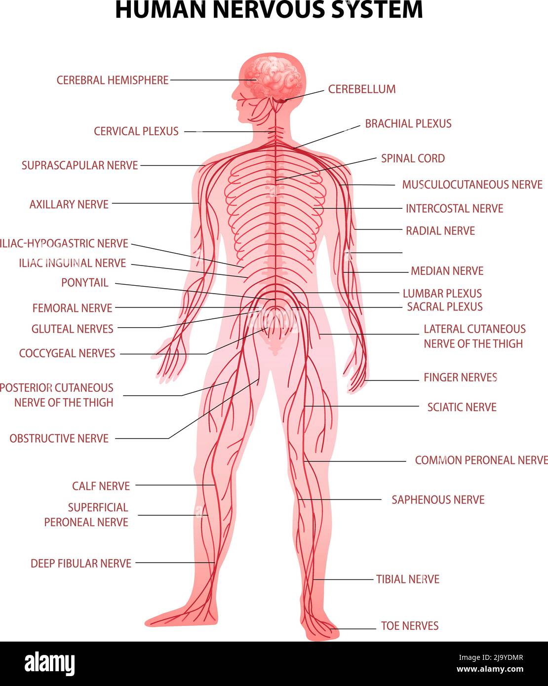 Corpo umano cervello centrale midollo spinale e sistema nervoso periferico rappresentazione vettoriale realistica della terminologia anatomica della carta educativa Illustrazione Vettoriale