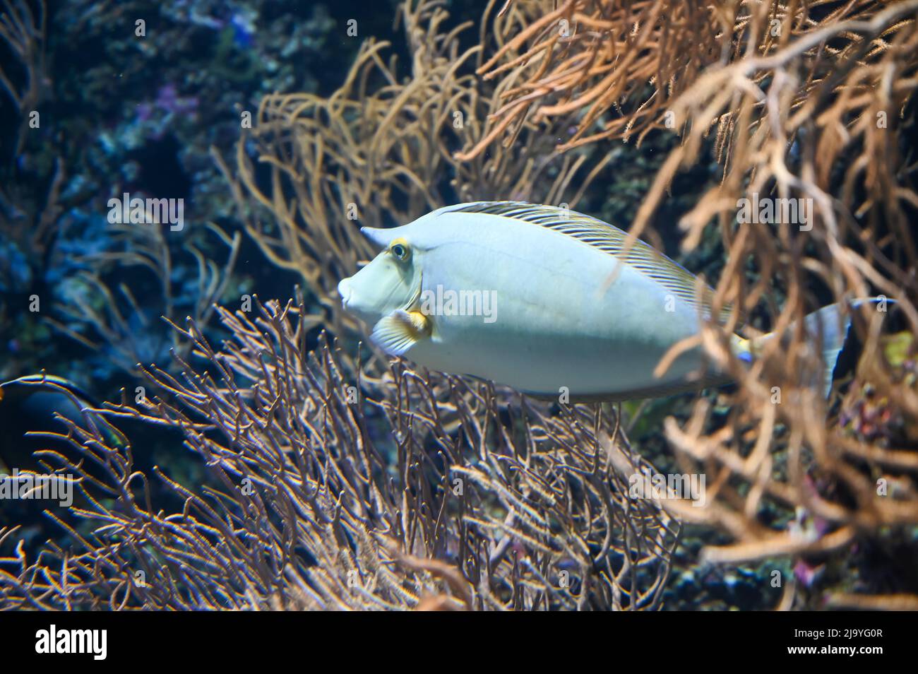 Unicornfish della spina arancione anche conosciuto come naso lituratus, unicornfish del barcheek, tang del naso e unicorno del pesce della spina arancione che nuotano nel serbatoio del pesce dell'acquario Foto Stock