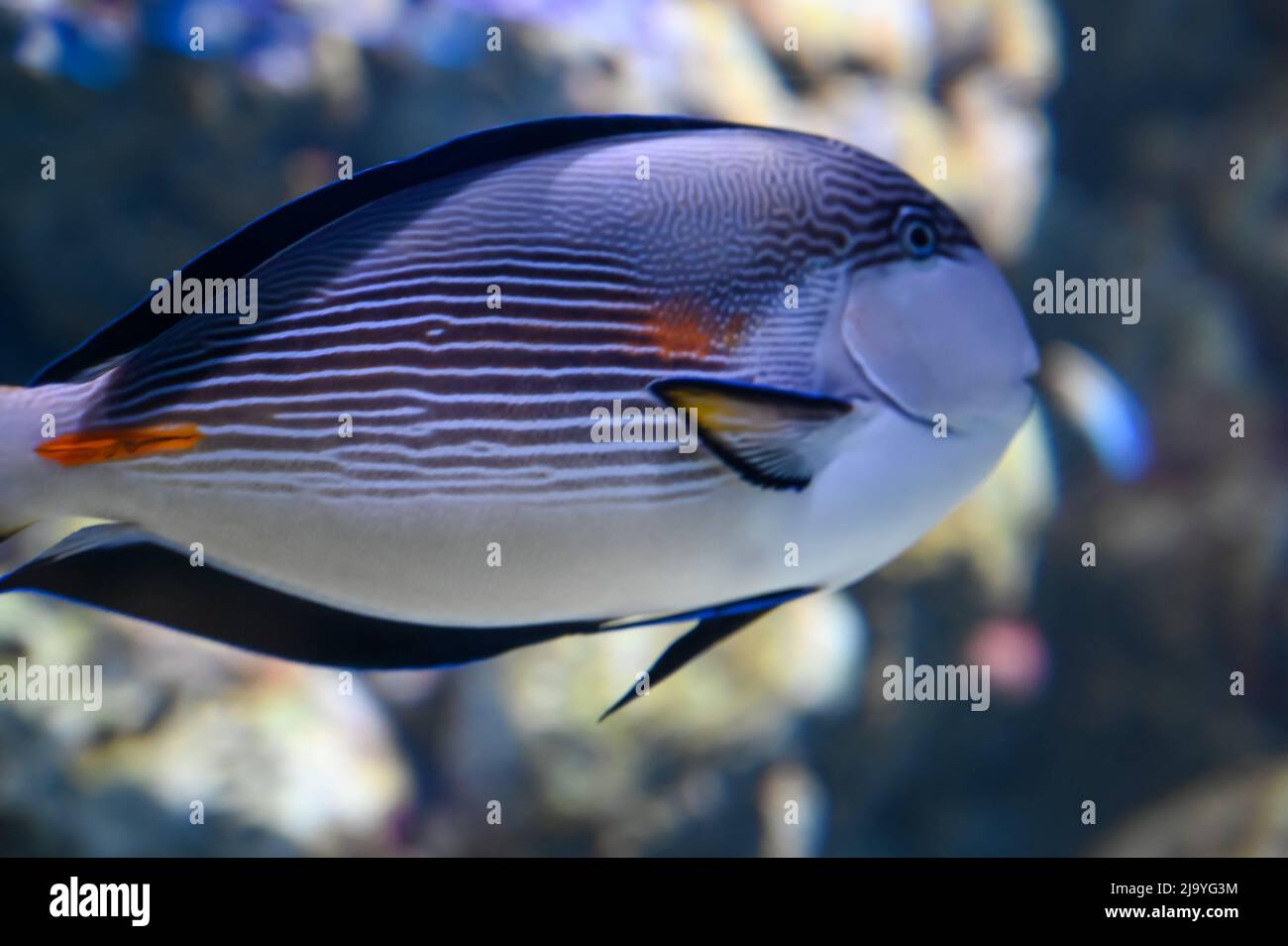 Unicornfish anche conosciuto come naso che nuota in acquario serbatoio di pesci Foto Stock