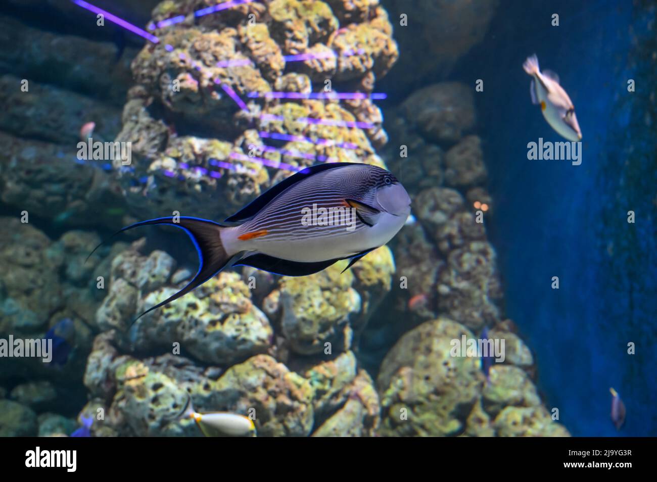 Unicornfish anche conosciuto come naso che nuota in acquario serbatoio di pesci Foto Stock