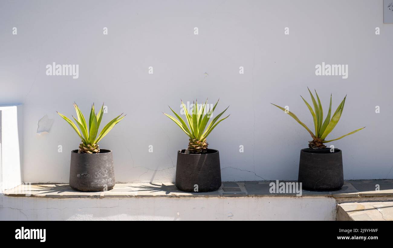 Tre piante in pentole in luce giorno sfumatura. Foto Stock