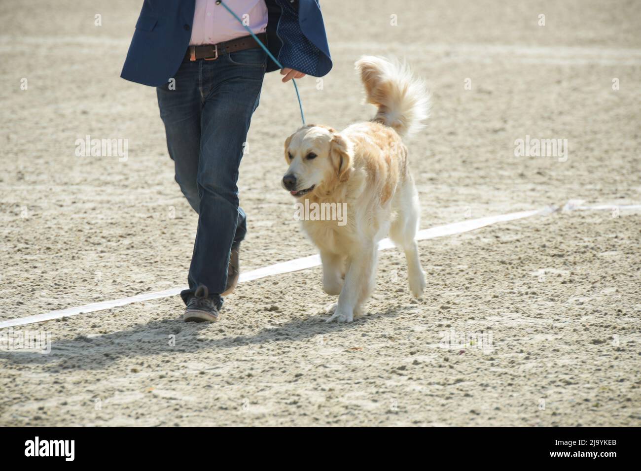 Vista di un cane e del suo maestro durante una gara di dressage in Francia Foto Stock