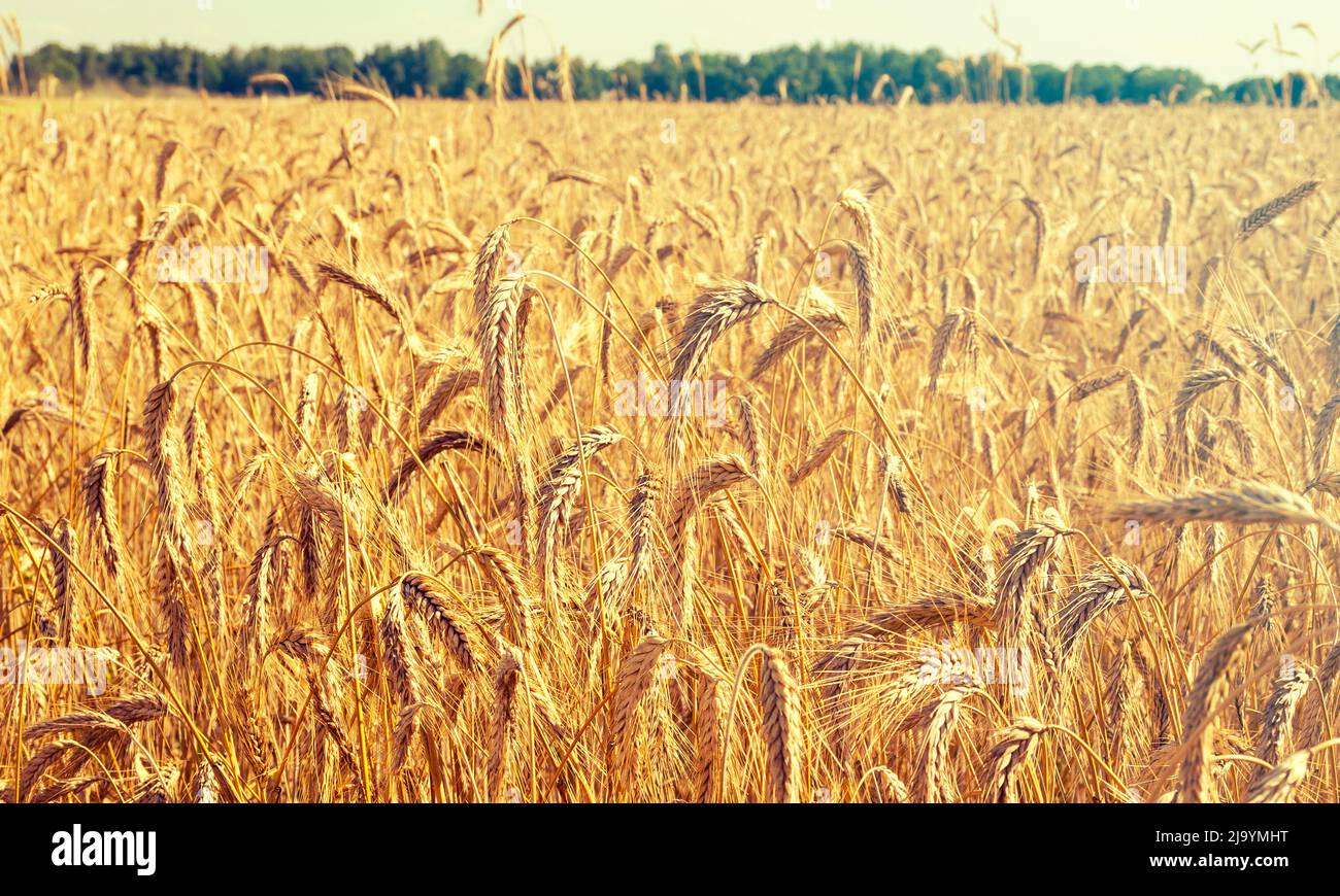 Vista panoramica del campo con segale, grano prima della vendemmia in autunno giorno di sole Foto Stock
