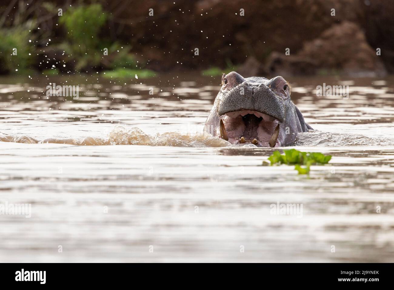 Un gruppo di ippopotamo (Ippopotamo anfibio) che si rilassa in acqua Foto Stock