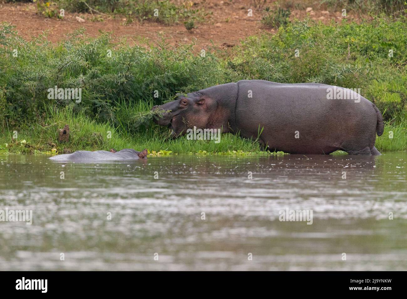 Un gruppo di ippopotamo (Ippopotamo anfibio) che si rilassa in acqua Foto Stock