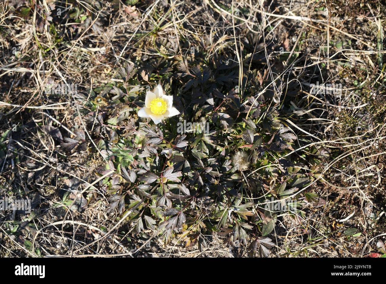 Fiore pallido di pasque (Pulsatilla vernalis) da una delle poche località danesi della specie. Foto Stock
